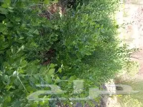 حناء ضواحي ينبع جوده 2