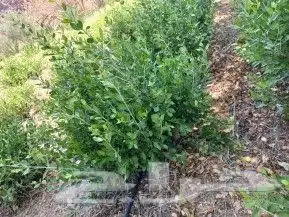 حناء ضواحي ينبع جوده 3