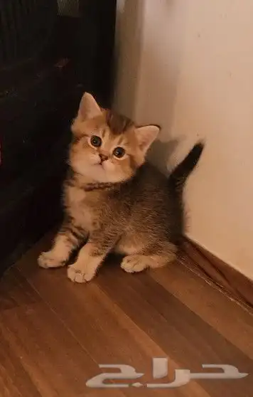 كتن سكوتش ( تم البيع ) 1