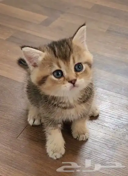 كتن سكوتش ( تم البيع ) 0