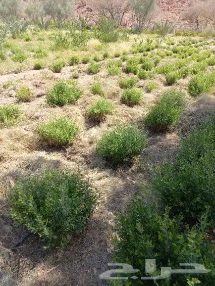 حناء مطحون ينبع وضواحي ينبع 2