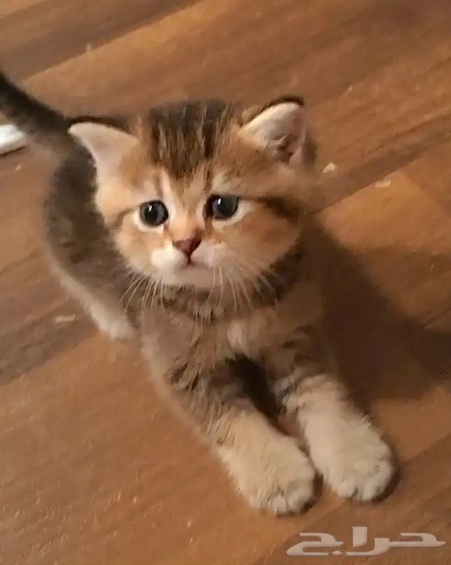 كتن سكوتش ( تم البيع ) 2