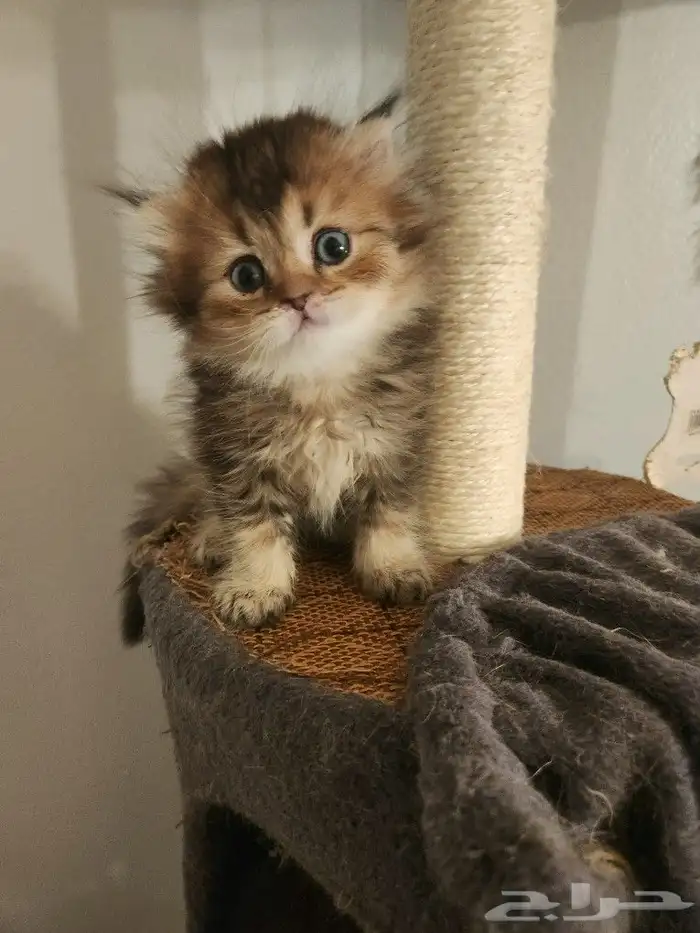 كتن سكوتش ( تم البيع ) 4