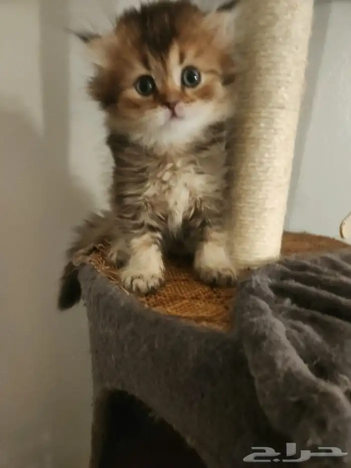 كتن سكوتش ( تم البيع ) 3