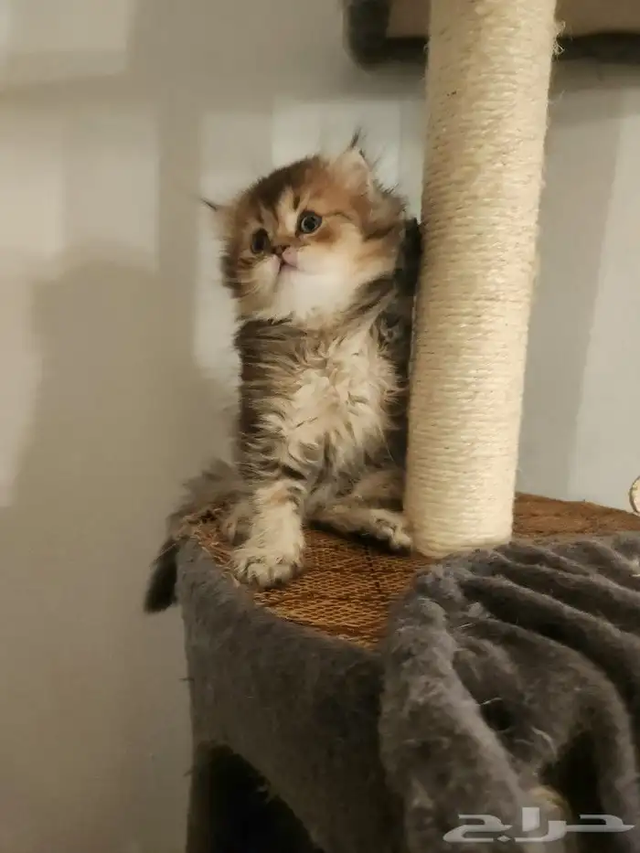 كتن سكوتش ( تم البيع ) 5