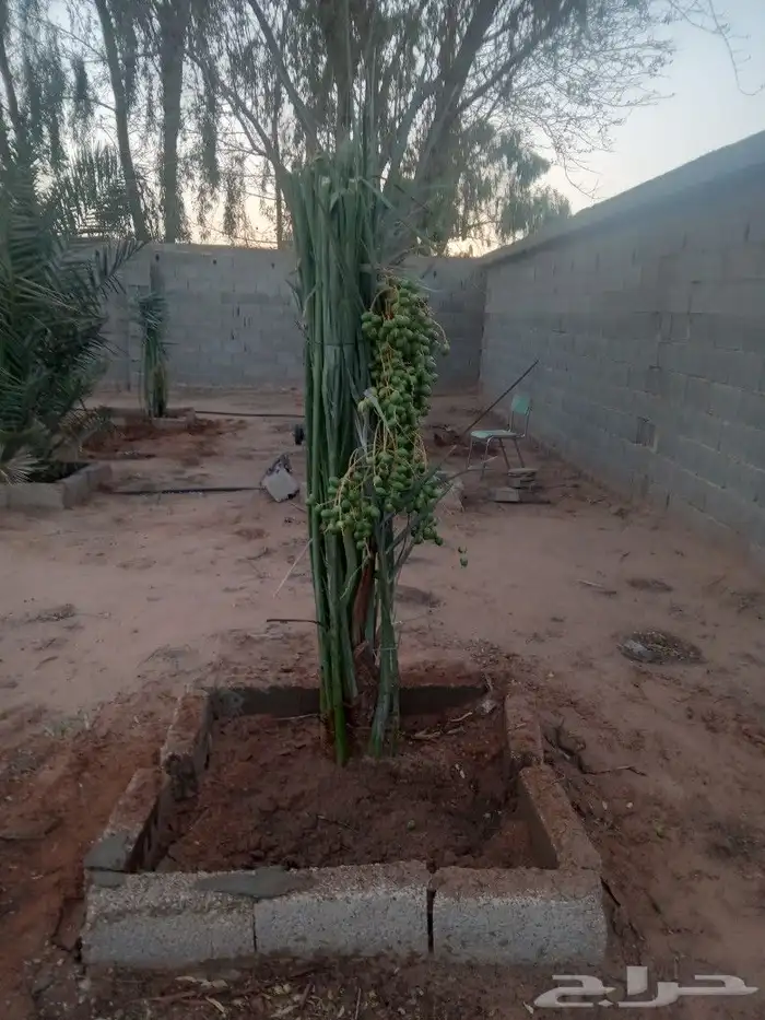 فسايل النخيل 4