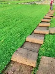 زراعه الثيل طبيعي 0