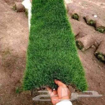 زراعه الثيل طبيعي 25