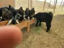 طليان وذبايح حريه نظيفه من كل شي تأكل وانت مطمئن 1