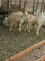 طليان وذبايح حريه نظيفه من كل شي تأكل وانت مطمئن 4