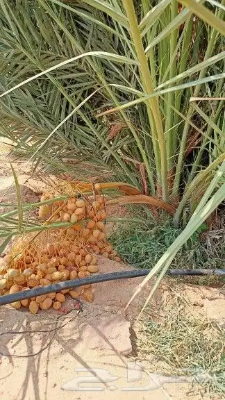 فسايل النخيل 8