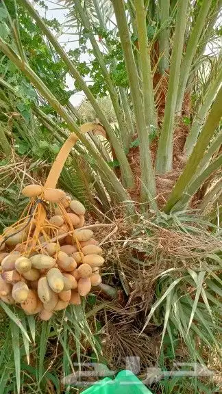 فسايل النخيل 5