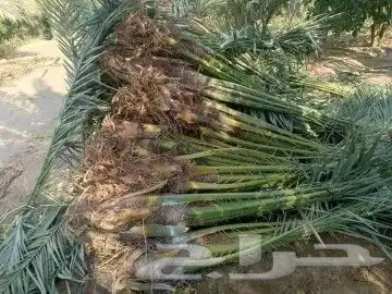 فسايل النخيل 1