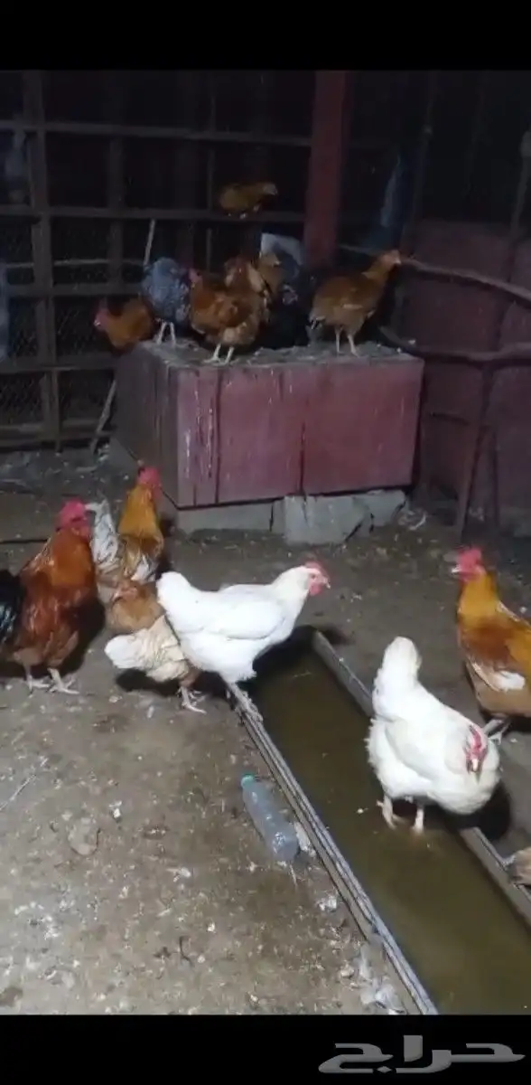 صيصان دجاج تركي بيور 8