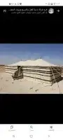 بيت شعر ابيض ألماني تجهيز المخيمات بيت شعر أبيض ضمان 5سنوا 10