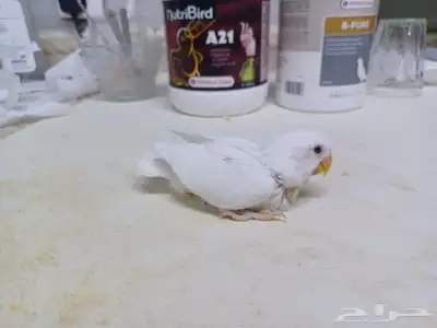 سته فروخ ببغاء روز 1