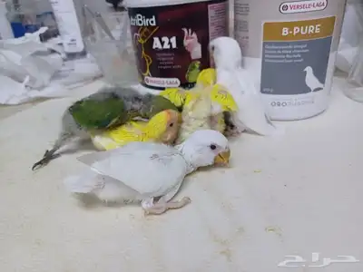 سته فروخ ببغاء روز 2