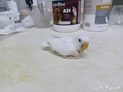 سته فروخ ببغاء روز 4