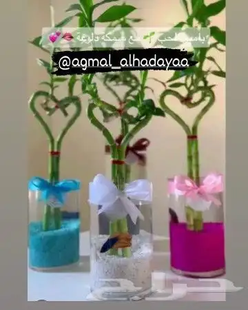 تنسيق ورود تبوك 18