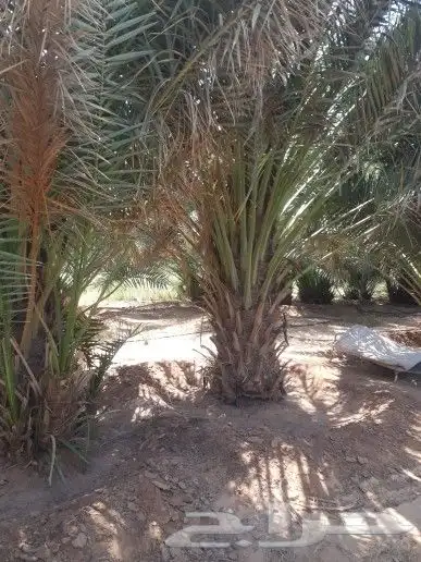 مقاول شبوك 3