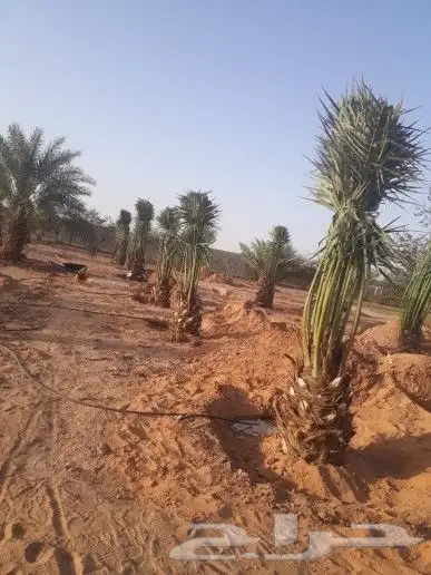 مقاول شبوك 8