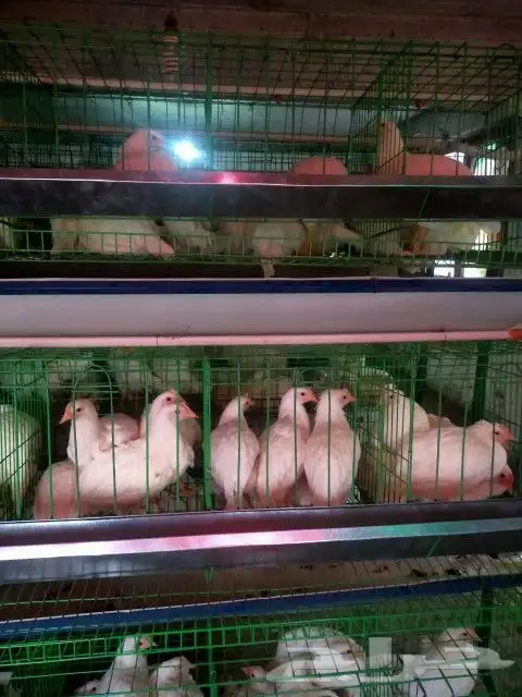بطاريه دجاج بيض مائده 7