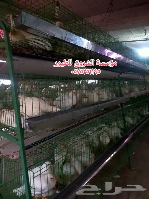 بطاريه دجاج بيض مائده 0