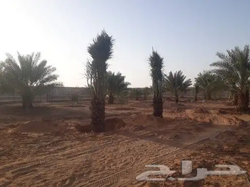 مقاول شبوك 7