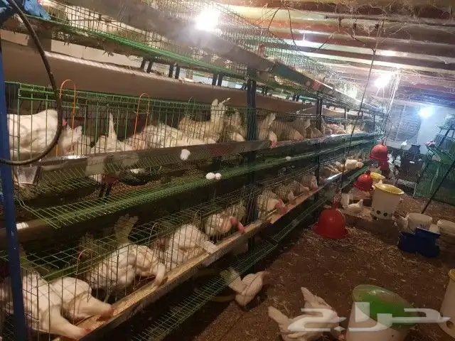 بطاريه دجاج بيض مائده 1