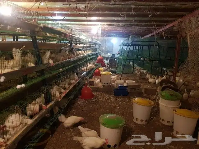 بطاريه دجاج بيض مائده 3