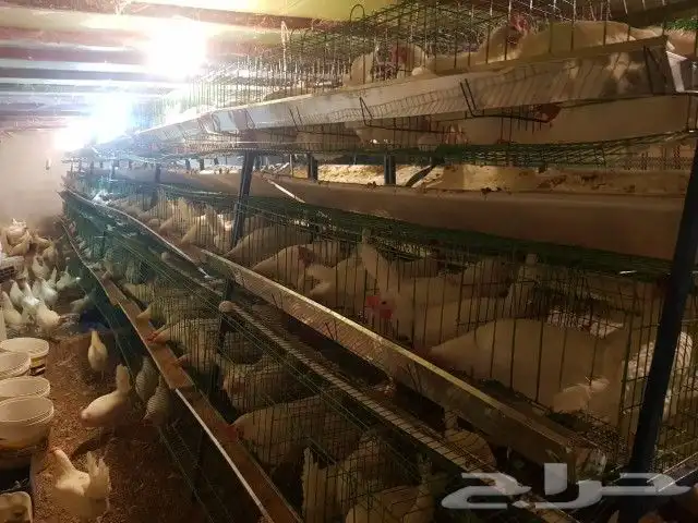 بطاريه دجاج بيض مائده 2