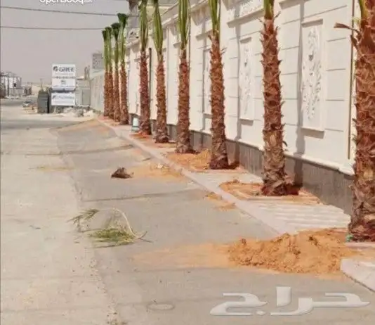 يوجد لدينا نخيل واشنطني زينه 1