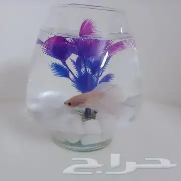 فازة سمك الفايتر المعلقه تبوك بسعر مميز 5