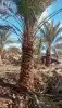 يوجد لدينا نخل القصيم جميع انواع والمقاسات 5