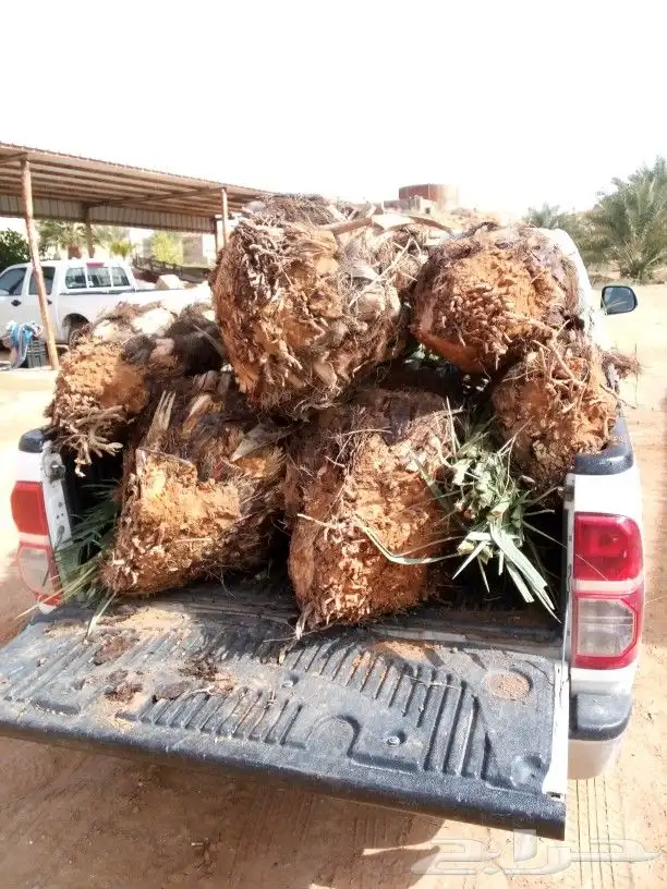 مقاول نخل شقراء 6