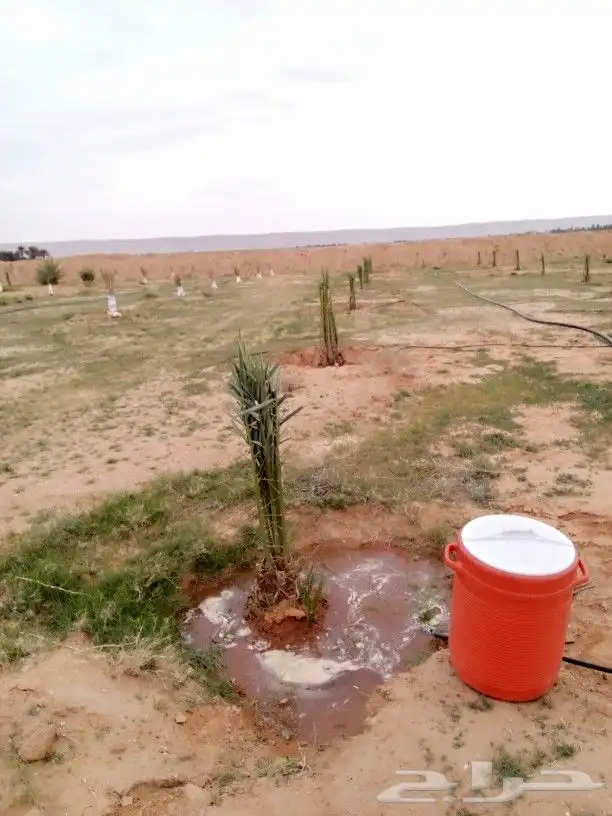 مقاول نخل شقراء 5