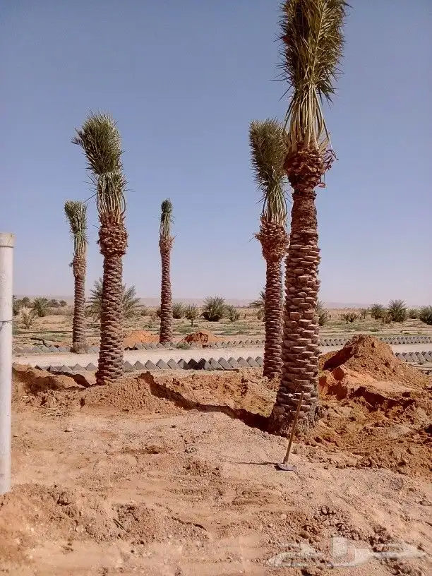 مقاول نخل شقراء 7