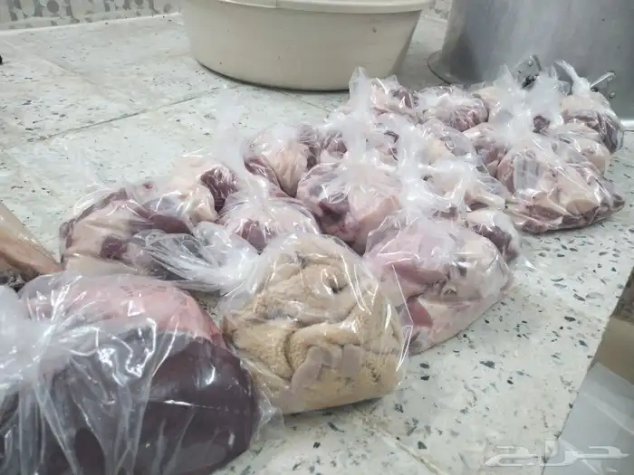 للبيع طليان حريه ذبيحة ذبايح 4