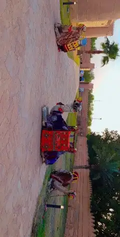 ايجار جمال رحول بعير ابل وخيول وايجار صقر 3