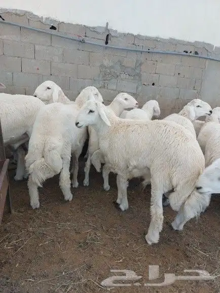 طبخ مع التوصيل وذبايح حري وسواكني 14