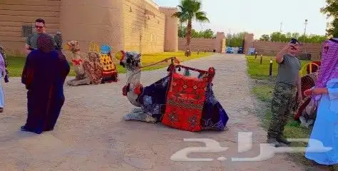 ايجار جمال رحول بعير ابل وخيول وايجار صقر 1