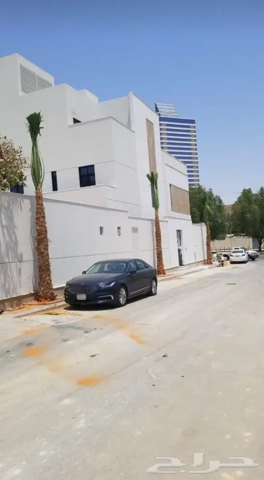 نخل واشنطن للزينة ابو مراوح ملكي مضمون 3