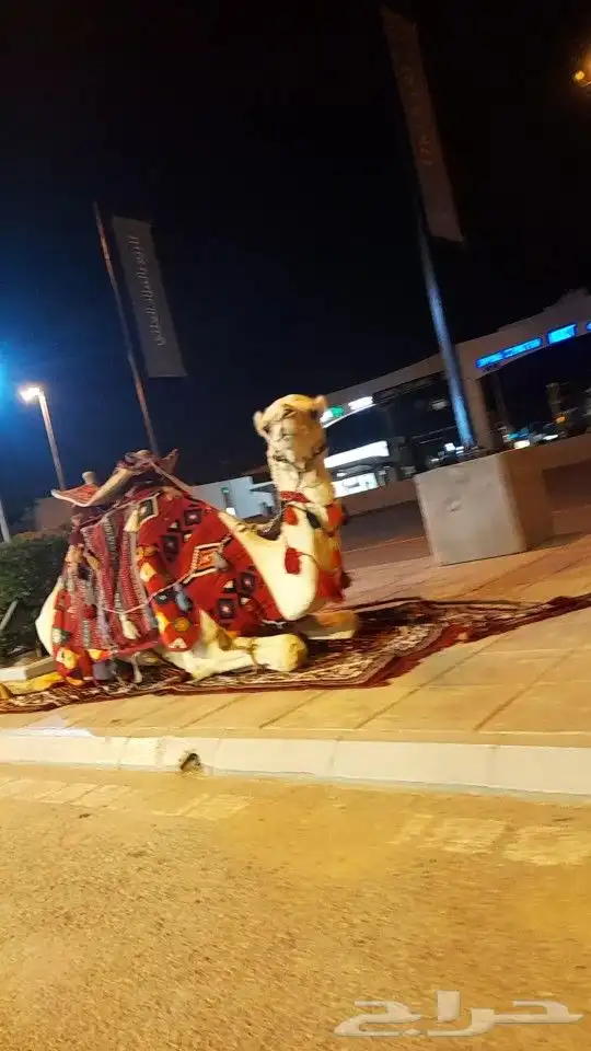 ايجار جمال رحول بعير ابل وخيول وايجار صقر 11