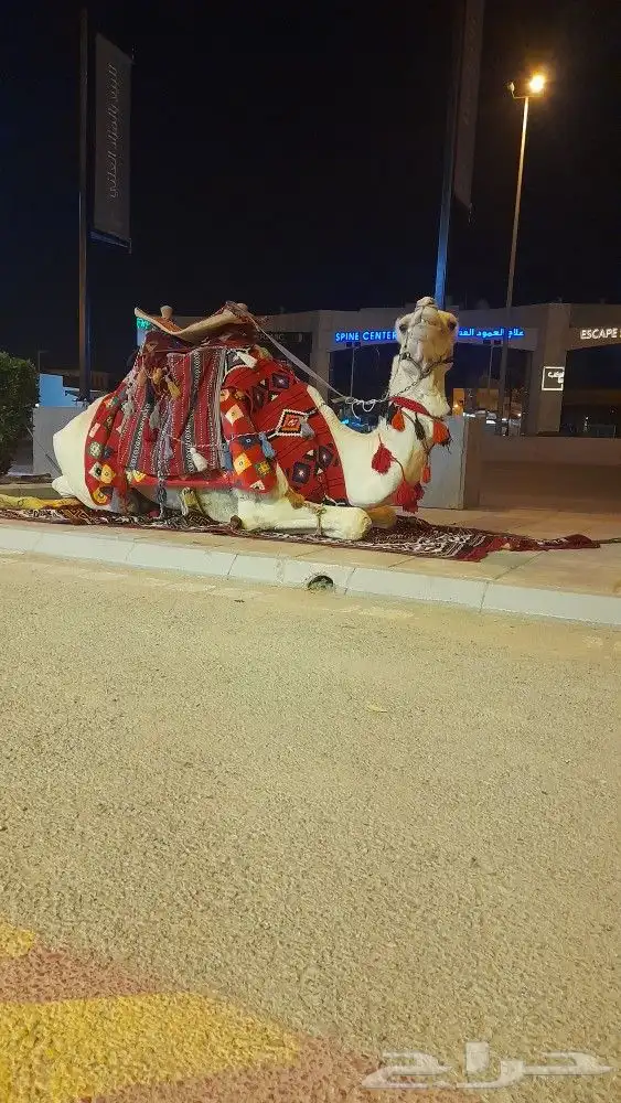 ايجار جمال رحول بعير ابل وخيول وايجار صقر 10