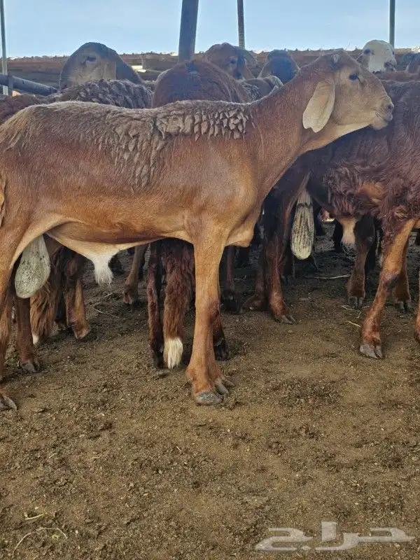 طبخ مع التوصيل وذبايح حري وسواكني 3
