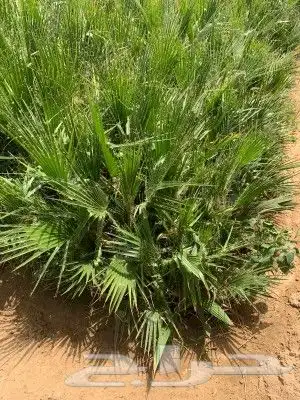 توريد شتلات برية وغيرها 2