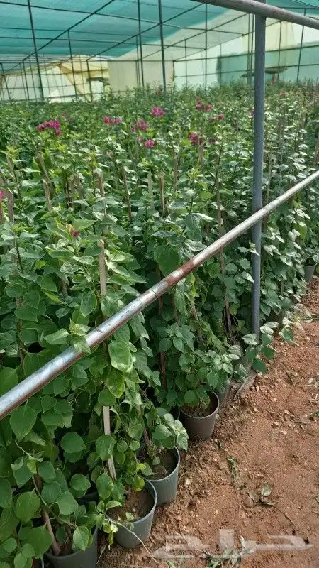 شتلات الأشجار الظل والعطريات مع التوصيل 3