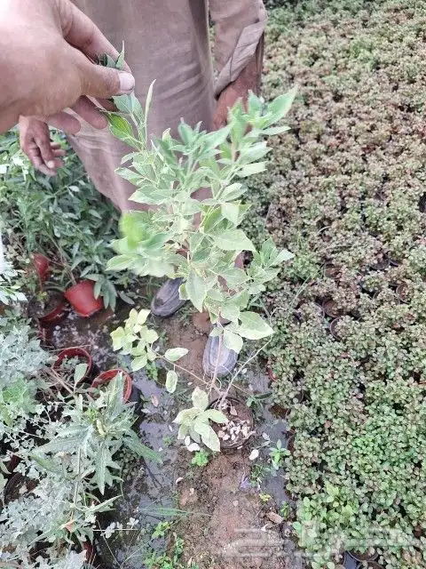 شتلات الأشجار الظل والعطريات مع التوصيل 9