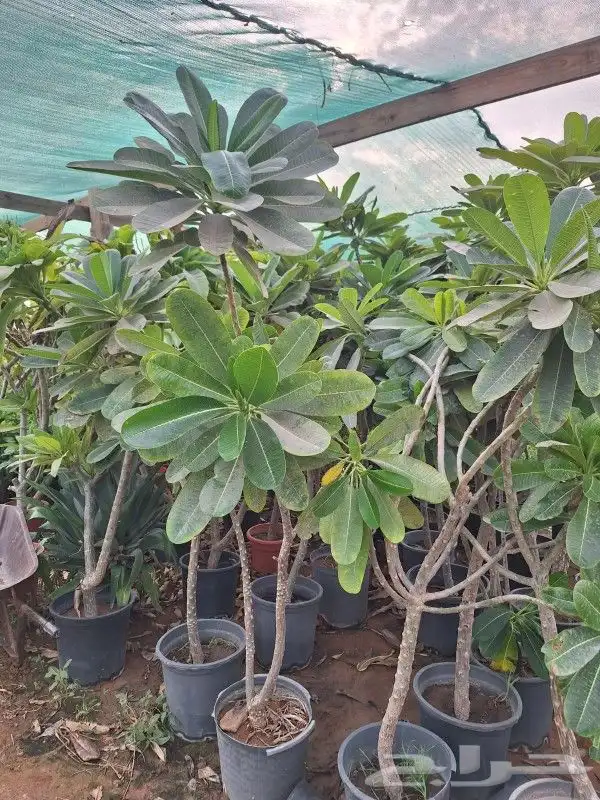 شتلات الأشجار الظل والعطريات مع التوصيل 2