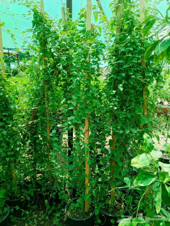 شتلات الأشجار الظل والعطريات مع التوصيل 5